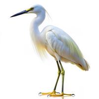 A closeup shot of an Egret bird isolated on a white background, showcasing its graceful features photo