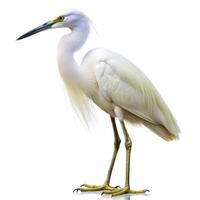 An Egret bird isolated on a white background, highlighting its long, elegant neck photo