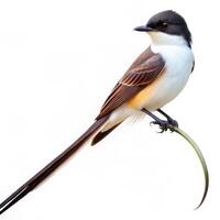 A Fork tailed Flycatcher bird isolated on a white background, capturing its graceful tail feathers photo