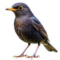 A dark-colored bird captured in a closeup shot isolated on a white background, emphasizing its details photo