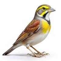 A Dickcissel bird isolated on a white background, showing off its colorful feathers photo