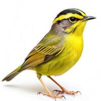 A detailed shot of a Golden crowned Warbler bird isolated on a white background, highlighting its vibrant feathers photo
