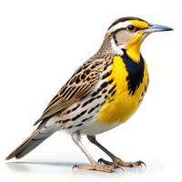 An Eastern Meadowlark bird captured in a closeup shot isolated on a white background photo