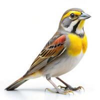 A vibrant shot of a Dickcissel bird isolated on a white background, showcasing its bright plumage photo