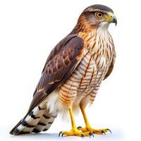 A Cooper's Hawk bird isolated on a white background, showcasing its powerful features photo