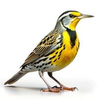 Eastern Meadowlark bird isolated on a white background, showcasing its vibrant yellow plumage photo