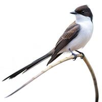 A Fork tailed Flycatcher bird isolated on a white background, emphasizing its distinctive tail feathers photo