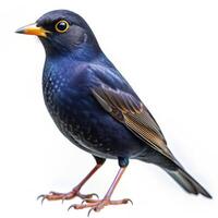 A dark-colored bird isolated against a white background, showcasing its sharp features photo