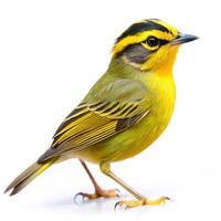A closeup shot of a Golden crowned Warbler bird isolated on a white background, highlighting its vibrant plumage photo