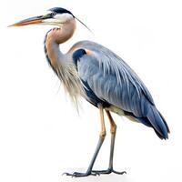 A close-up of a Great Blue Heron bird isolated on a white background, highlighting its distinct features photo