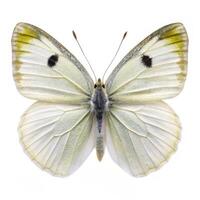 A closeup shot of a Cabbage White butterfly isolated on a white background, showcasing its features photo