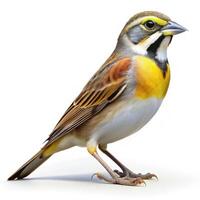 A Dickcissel bird isolated on a white background, showing off its colorful plumage photo