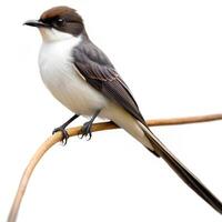 A Fork tailed Flycatcher bird isolated on a white background, displaying its unique tail feathers photo