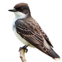 An Eastern Kingbird bird isolated on a white background, showcasing its sleek features photo