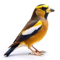 An Evening Grosbeak bird isolated on a white background, capturing its bold features photo