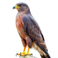Hook Billed Kite Bird Set Against a White Background photo
