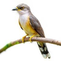 Mangrove Cuckoo Bird Set Against a White Background photo