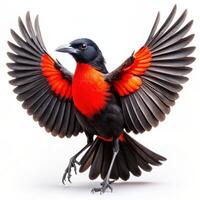 Magnificent Frigatebird Standing Alone on a White Surface photo