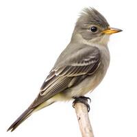 Greater Pewee Bird Displayed on a White Background photo