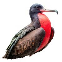 Isolated Magnificent Frigatebird with White Background photo