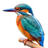 Isolated Kingfisher Perched Against a White Backdrop photo