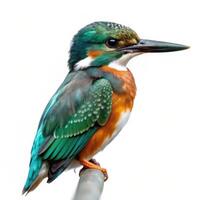Green Kingfisher Bird on a Plain White Background photo