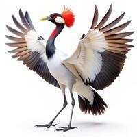 Jabiru Bird on a Plain White Background photo