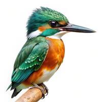 Green Kingfisher Bird Displayed on a White Background photo