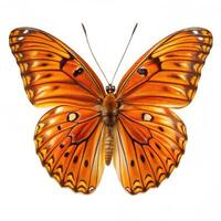 Gulf Fritillary Butterfly on a Plain White Background photo