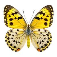 White Background with Isolated Great Yellow Pierrot Butterfly photo