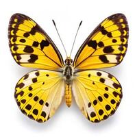 Great Yellow Pierrot Butterfly Set Against a White Background photo