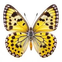 Great Yellow Pierrot Butterfly Displayed on a White Background photo