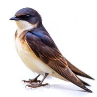 A detailed closeup of a Bank Swallow bird isolated on a pure white background photo