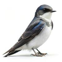A detailed shot of a Bank Swallow bird isolated against a white background, highlighting its beauty photo