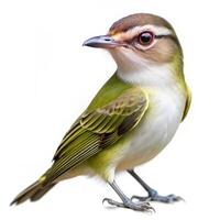 A crisp shot of a Black-whiskered Vireo bird isolated on a white background, showcasing its features photo