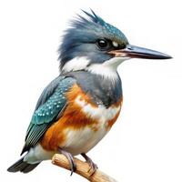A Belted Kingfisher bird isolated on a clean white background, capturing its beauty in detail photo
