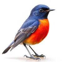 Isolated Slate Throated Redstart Bird in Profile on White Background photo