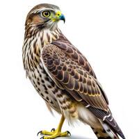 Isolated Short Tailed Hawk Bird with Open Beak on White Background photo