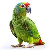 Mealy Parrot Bird on a Plain White Background photo
