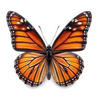Isolated Viceroy Butterfly Monarch Mimic on White Background photo