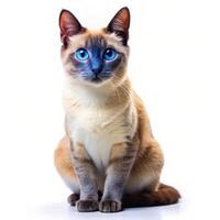 Ojos Azules Cat on a Plain White Background photo