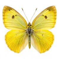 Isolated Sulphurs Butterfly Vibrant Yellow Insect on White Background photo