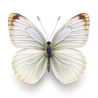 Isolated White Butterfly Butterfly in a Studio Shot on White Background photo