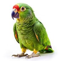 White Background with Isolated Mealy Parrot Bird photo