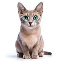 Isolated Ojos Azules Cat with White Backdrop photo