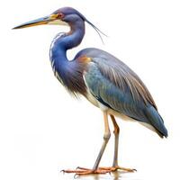Isolated Tricolored Heron Bird Looking Left on White Background photo