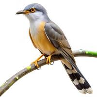 Mangrove Cuckoo Bird Set Against White Background photo