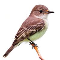 White Background with Isolated Nutting Flycatcher Bird photo