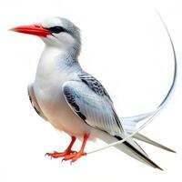 Red-billed Tropicbird on a Solid White Background photo
