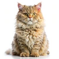 Isolated Selkirk Rex Cat Curly Haired Breed on White Background photo